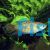 Macropodus opercularis - Paradise Fish