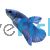 Male Betta Plakat Blue Steel Mask 4cm