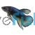 Male Betta Plakat Mustard Gas