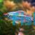 Male Congo Tetra 7cm