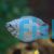 Male Coral Blue Dwarf Gourami 
