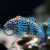 Male Leopard Wrasse - Medium
