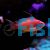 Male Lyretail Anthias Med