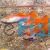 Male Flamingo Red Guppy