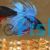 Male Siamese Betta Crown