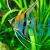 Manacapuru Angelfish - Pterophyllum scalare 