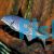 Freshwater Dolphin