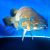 Mary River Cod 30-35cm (Captive Bred)
