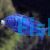 Mdoka White Lip Cichlid
