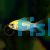 Ramirezi Gold Head Electric Blue