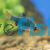 Moss Green Tiger Barb