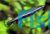 Rocket Tail Pencilfish 3cm