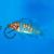 Neolamprologus Mustax Savoryi 3.5cm