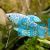Opaline Gourami 