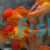 Oranda Red 