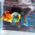 Multi-Colour Oranda - Carassius auratus