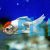 Oranda Red Cap