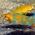 Orange Lemon Cichlid