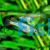 Neon Blue Rice Fish 