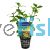 Assorted Submersed Plants - Pot