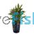 Magenta Limnophila - Emersed Pot