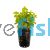 Gold Pennywort - Emersed Pot