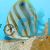 Ocellate Butterflyfish