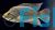 Paratilapia Polleni 4cm