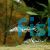 Pictus Catfish