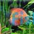Pigeon Checkerboard Discus 5cm