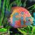 Pigeon Checkerboard Discus 