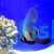 Pinnatus Batfish - Large