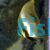 Batfish Orbicular