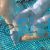 Platinum Barramundi - Lates Calcarifer