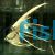 Platinum Veiltail Angel Fish
