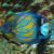 Angelfish Blue Ring Adult XLG