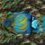 Angelfish Blue Ring 