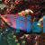 Wrasse - Sixline