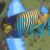 Yellow Belly Regal Angelfish