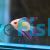 Ramirezi Golden Longfin 