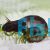 Ramshorns Snail - Medium