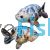 Ranchu - Cow Select