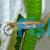 Blue Line Rasbora