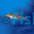 Red Tail Rasbora