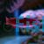 Red Fin Fairy Wrasse 
