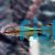 Red Lined Torpedo Barb 