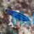 Red Sea Four Line Wrasse - Medium