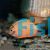 Red Severum 