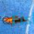 Red Tuxedo Swordtail