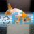 Ranchu Red & White